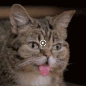 Meet your Posher, Molly